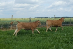 Koeien-en-Varkens-10-©-Boerderijwinkel-Grooten-Heerlen