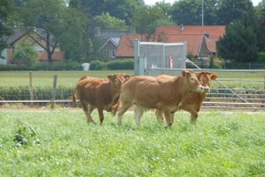Koeien-en-Varkens-11-©-Boerderijwinkel-Grooten-Heerlen