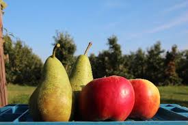 Appelen en peren in de boerderijwinkel